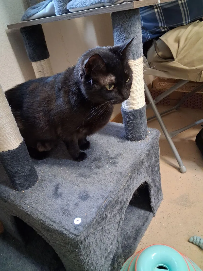 An adult medium-sized female Black Domestic Short Hair cat named Spooks for adoption in Wahpeton, ND