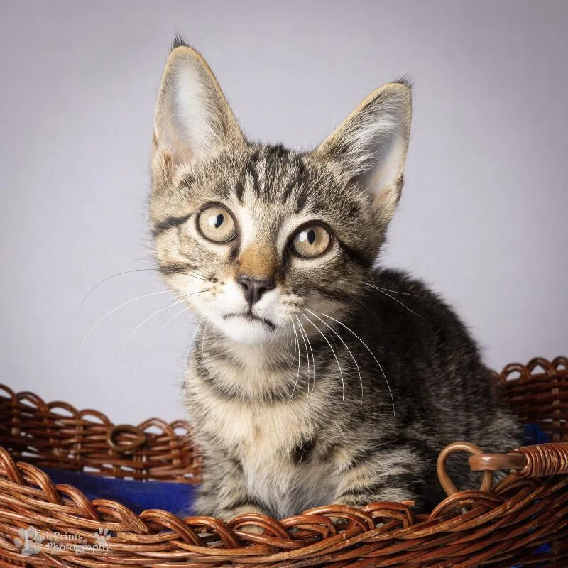 A young medium-sized male Tabby (Brown / Chocolate) Domestic Short Hair cat named Moss for adoption in Maryville, TN
