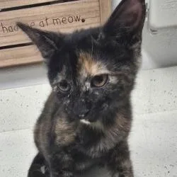 A baby small-sized female Black Domestic Short Hair cat named Fresca for adoption in Bullhead City, AZ