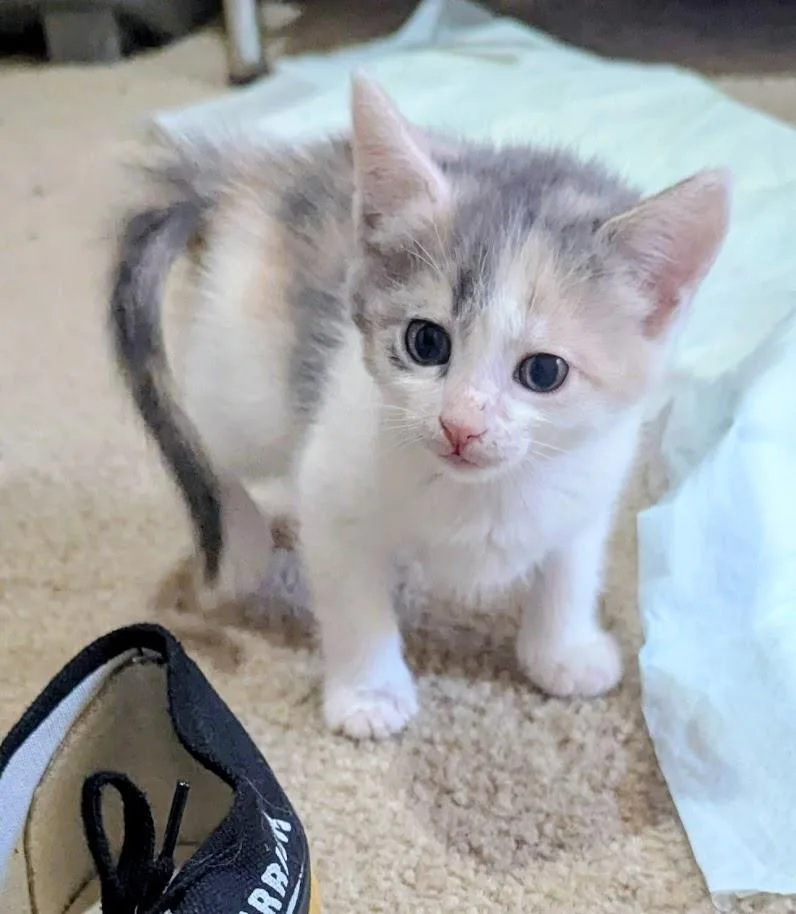 A baby medium-sized female White Domestic Medium Hair cat named Lyric Crescendo for adoption in Chandler, AZ