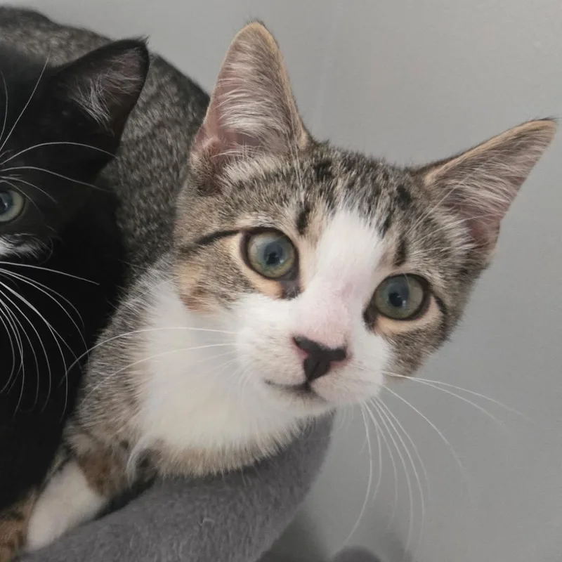 A baby small-sized male Brown / Chocolate Domestic Short Hair cat named Quartz bonded to Diamond for adoption in Middle Village, NY