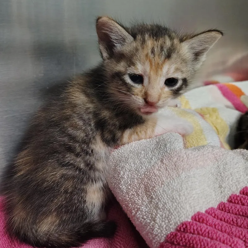 A baby small-sized female Calico Domestic Short Hair cat named Maybelline for adoption in Vieques, PR
