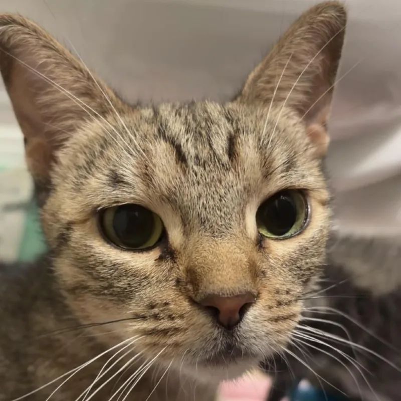 A young medium-sized female Brown / Chocolate Domestic Short Hair cat named Natalie for adoption in South Elgin, IL