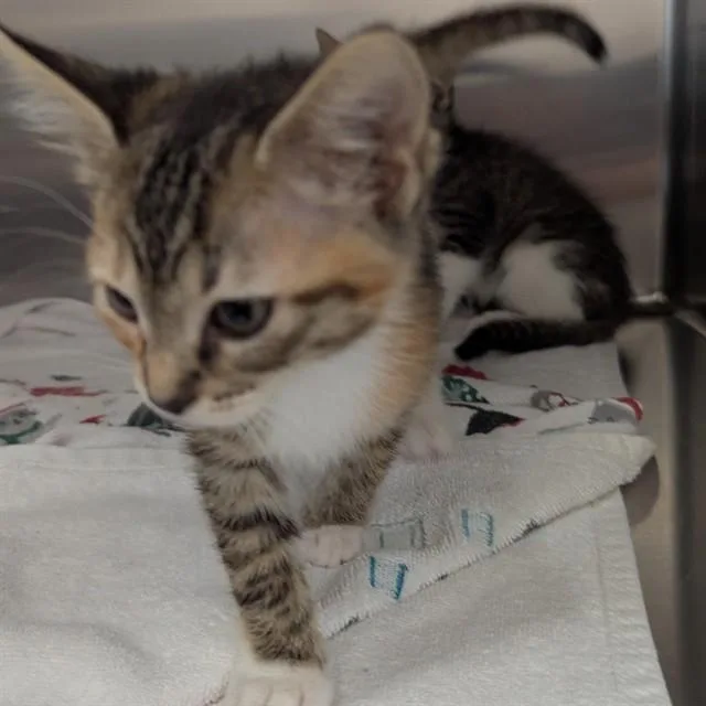 A baby small-sized female Domestic Short Hair cat named Nilla for adoption in Olivette, MO