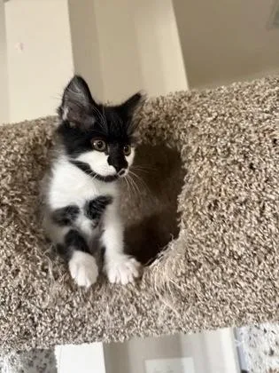 A baby small-sized female Domestic Short Hair cat named A Nikon for adoption in North Charleston, SC