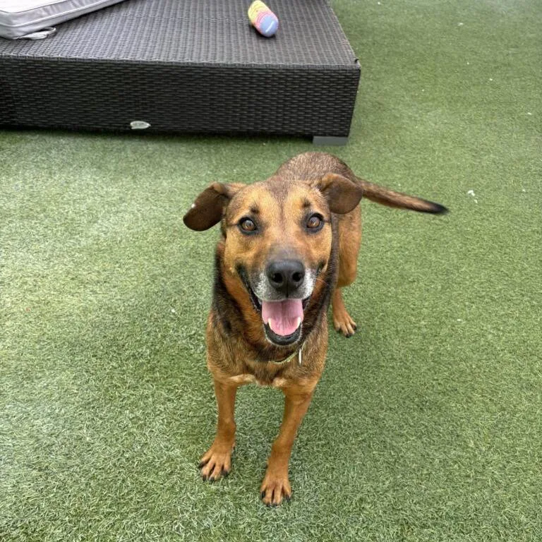 An adult medium-sized female Brown / Chocolate Hound dog named Betty for adoption in San Diego, CA