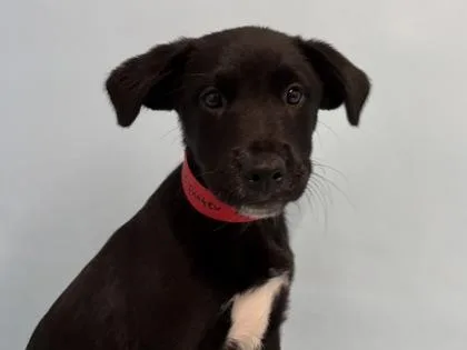 A baby small-sized female Labrador Retriever dog named Apple Fritter for adoption in Woodbury, MN