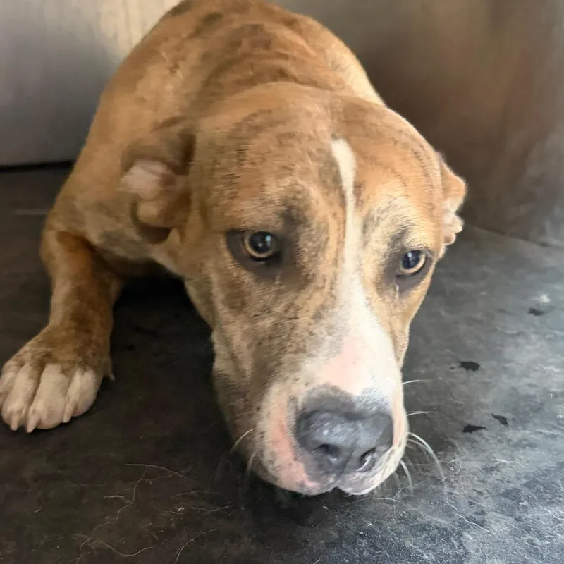 An adult medium-sized female Brindle Pit Bull Terrier dog named Raven for adoption in Birmingham, AL