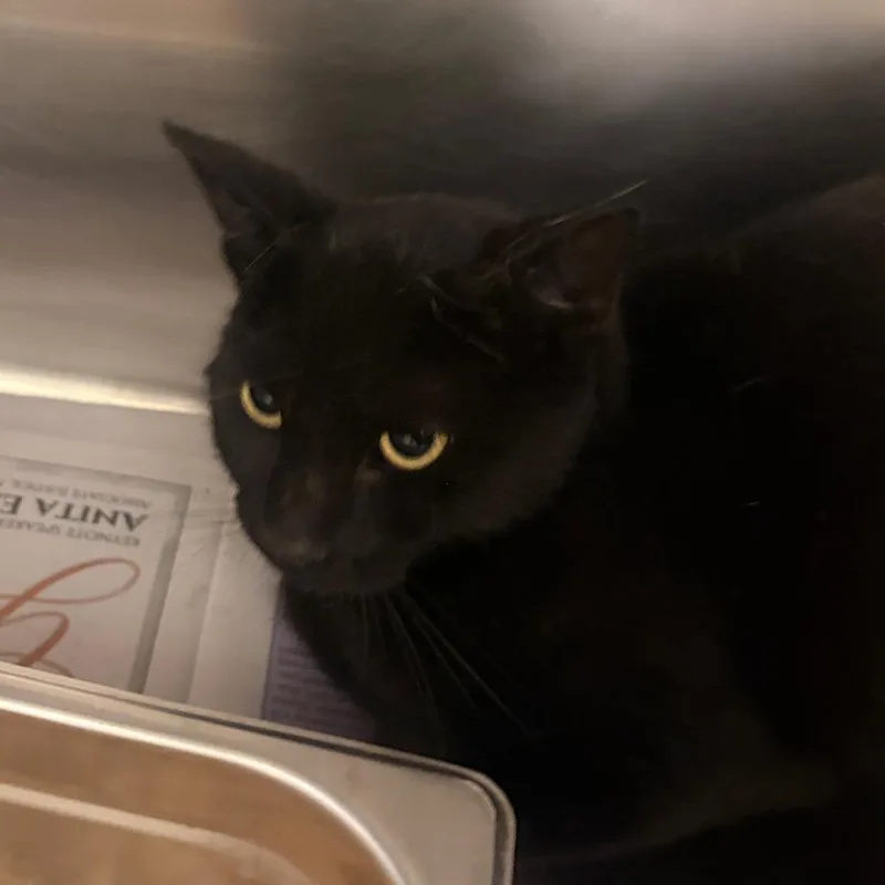 A young medium-sized female Domestic Short Hair cat named Squid for adoption in Winston-Salem, NC