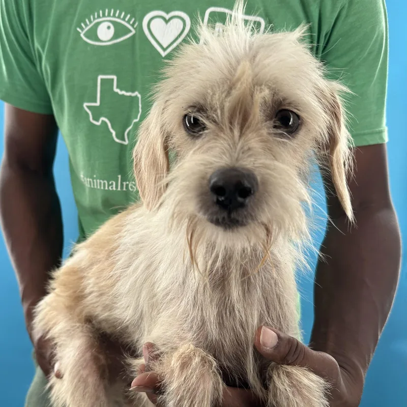 A young small-sized male White / Cream Rat Terrier dog named Chad Local August for adoption in Brookshire, TX