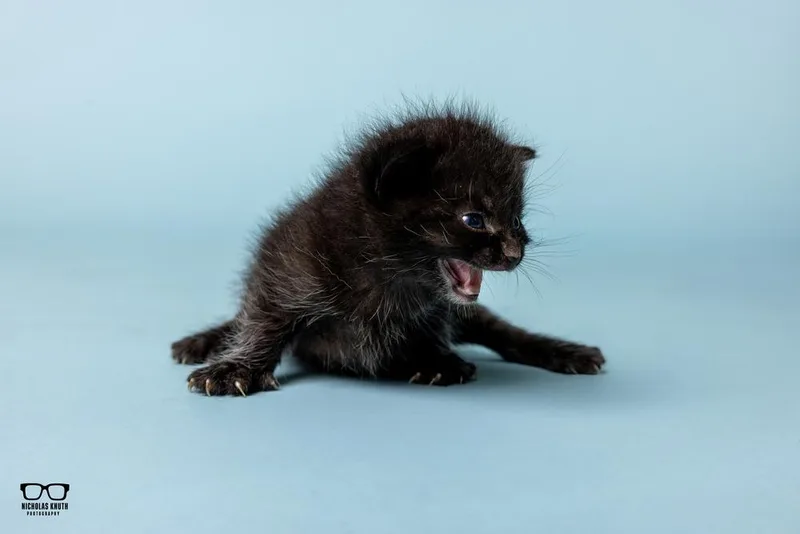 A baby small-sized female Black & White / Tuxedo Domestic Medium Hair cat named Quinn for adoption in Palatine, IL