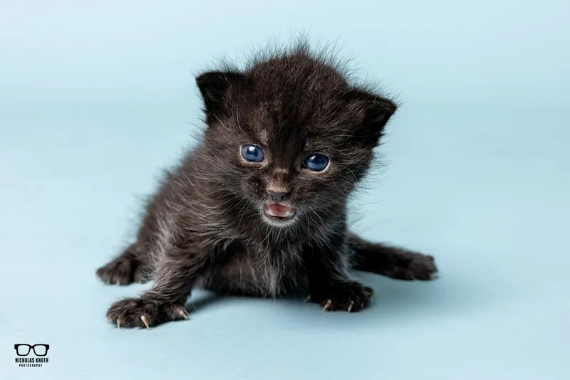 Quinn thumbnail 2