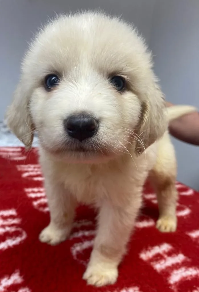 A baby small-sized male Affenpinscher dog named Gust for adoption in Lockhart, TX
