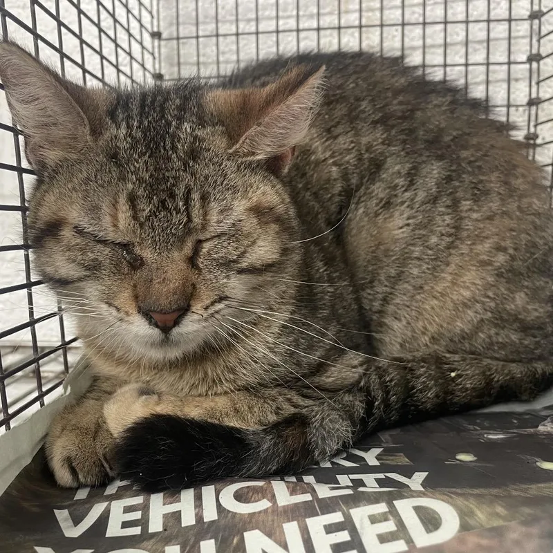 An adult medium-sized female Brown / Chocolate Domestic Short Hair cat named Sweet Potato for adoption in Edinburg, TX