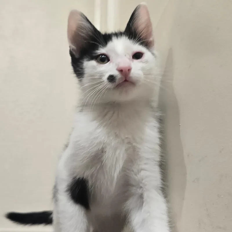 A baby small-sized male Black Domestic Short Hair cat named Mole' for adoption in Long Beach, CA
