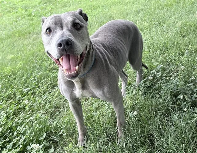 A senior medium-sized female Weimaraner dog named Zen for adoption in Columbus, IN