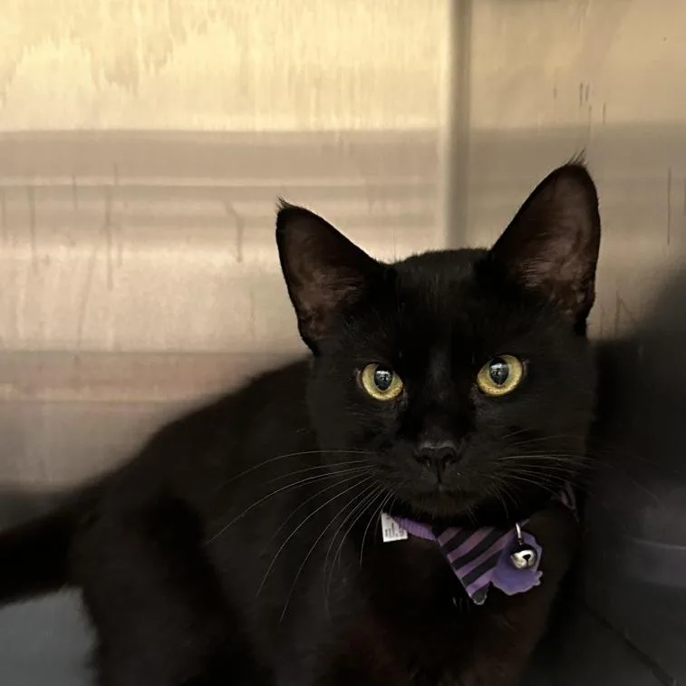 An adult medium-sized male Black Domestic Short Hair cat named Soil for adoption in Evanston, IL