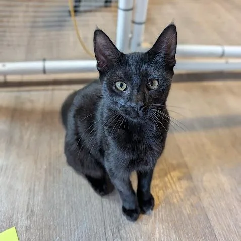 A baby medium-sized female Black Domestic Short Hair cat named Silhouette for adoption in Waynesville, NC