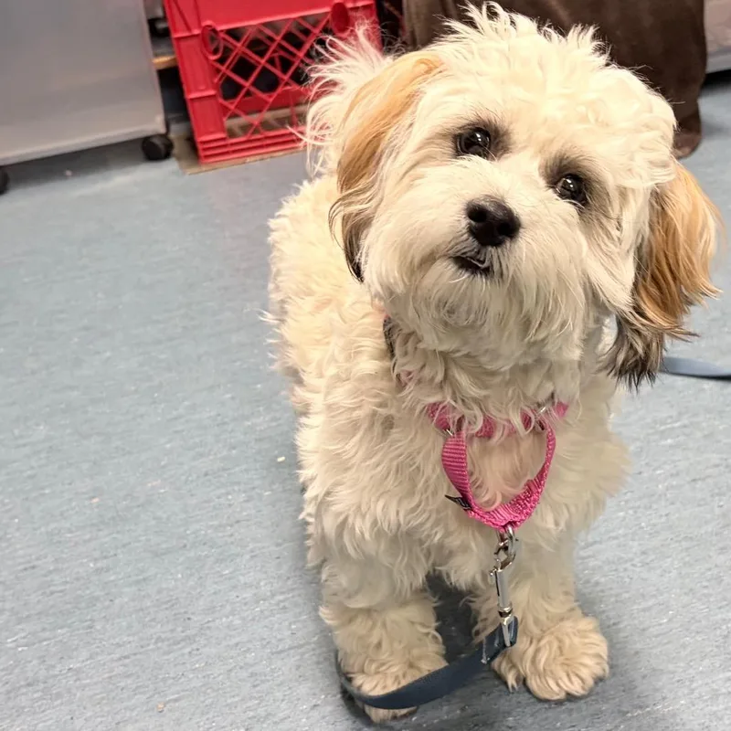 Poochi thumbnail 2