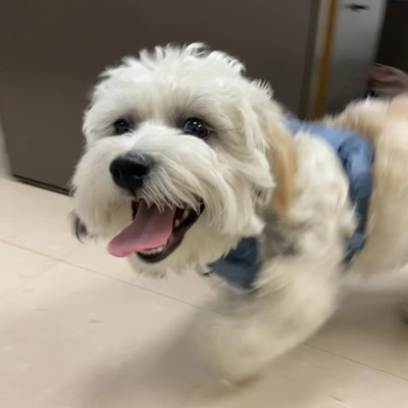 Poochi thumbnail 3