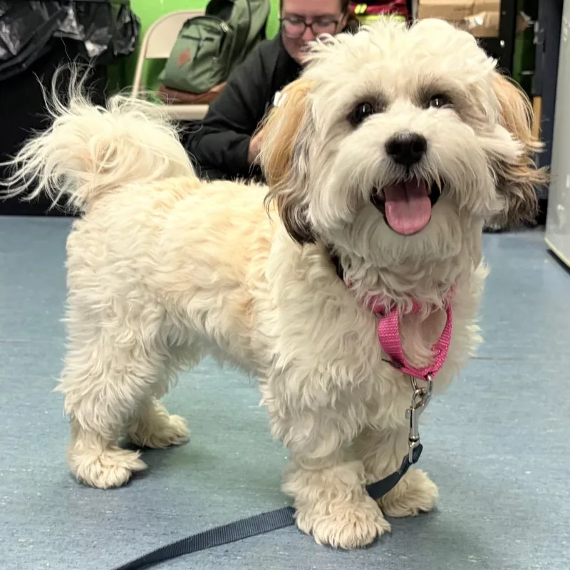 Poochi thumbnail 5