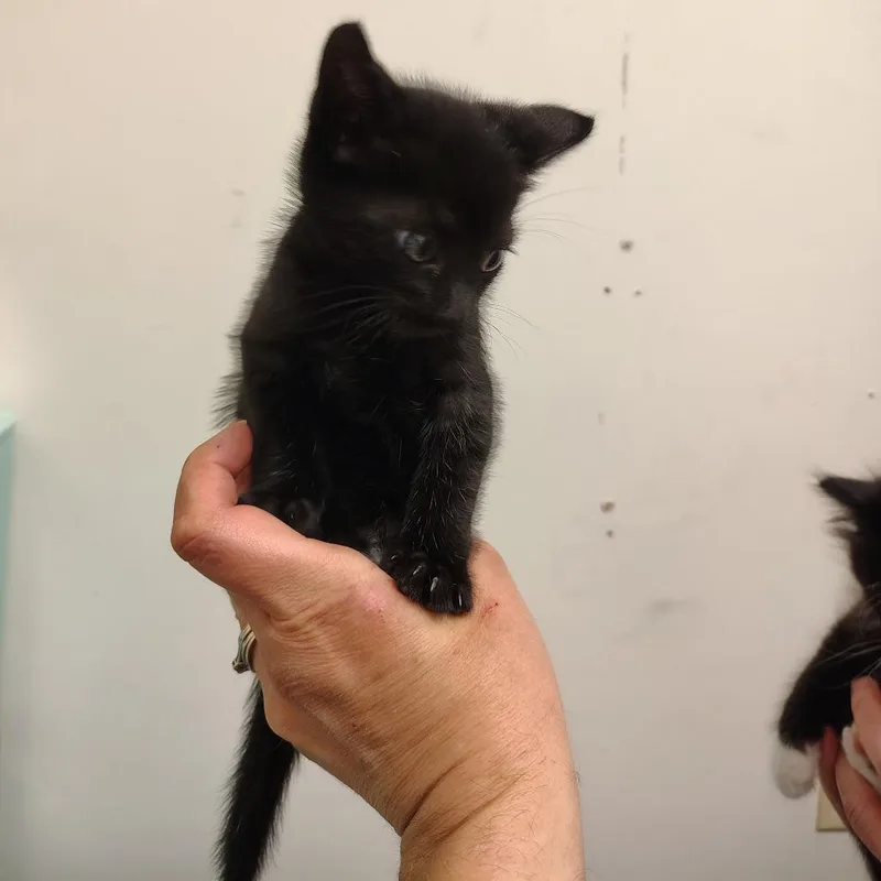 A baby small-sized female Black Domestic Medium Hair cat named Scrappy for adoption in Coos Bay, OR