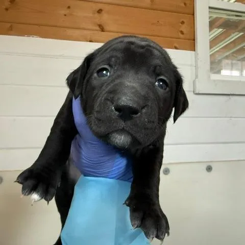 A baby medium-sized male Black Labrador Retriever dog named Audi for adoption in Peyton, CO