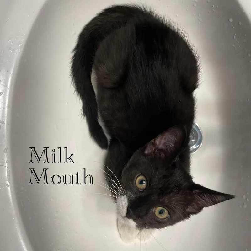 Milk Mouth thumbnail 2