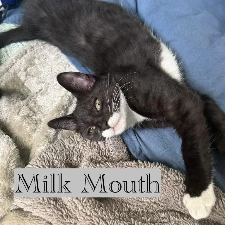 Milk Mouth thumbnail 3