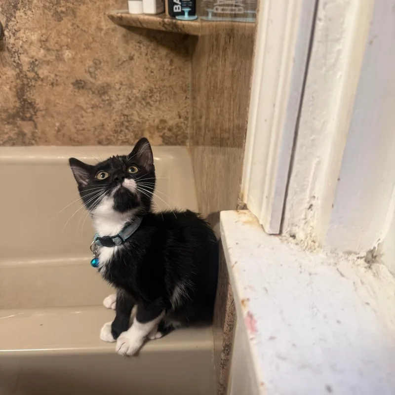 A baby small-sized male Black Domestic Short Hair cat named Crowley for adoption in PITTSBURGH, PA