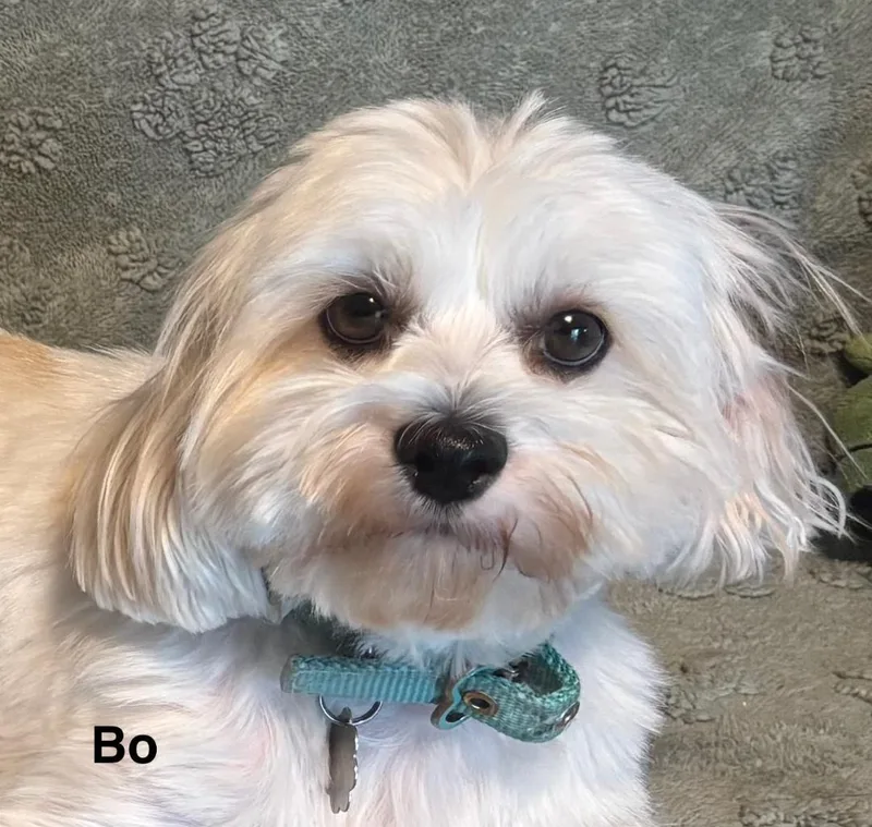 A young small-sized male White / Cream Shih Tzu dog named Bo And Cooper for adoption in Crompond, NY