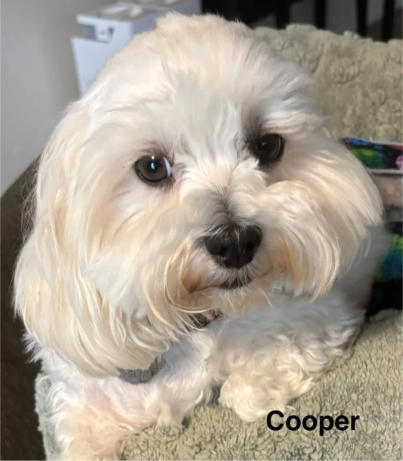 Bo And Cooper thumbnail 2