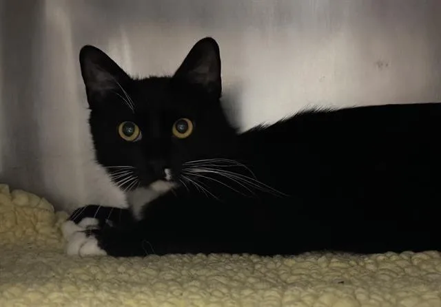 A young small-sized female Domestic Short Hair cat named Gemma for adoption in Palo Alto, CA