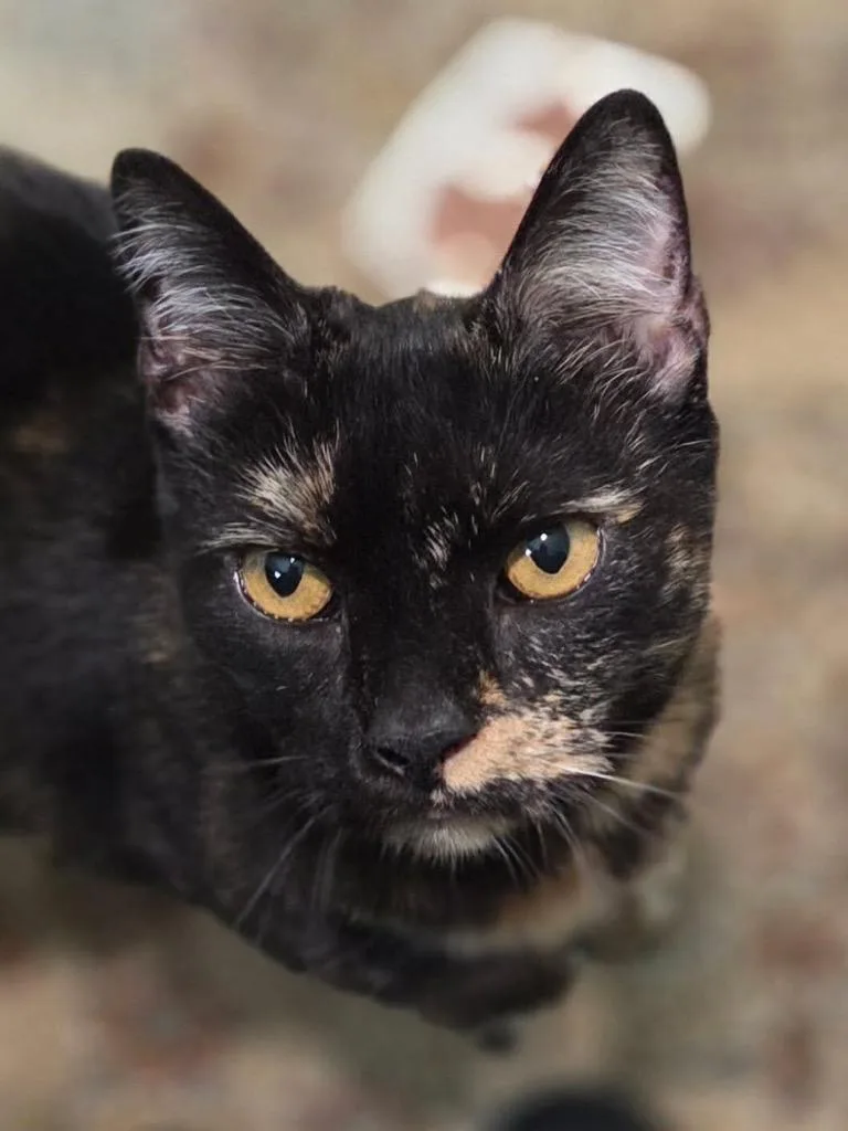 Daphne