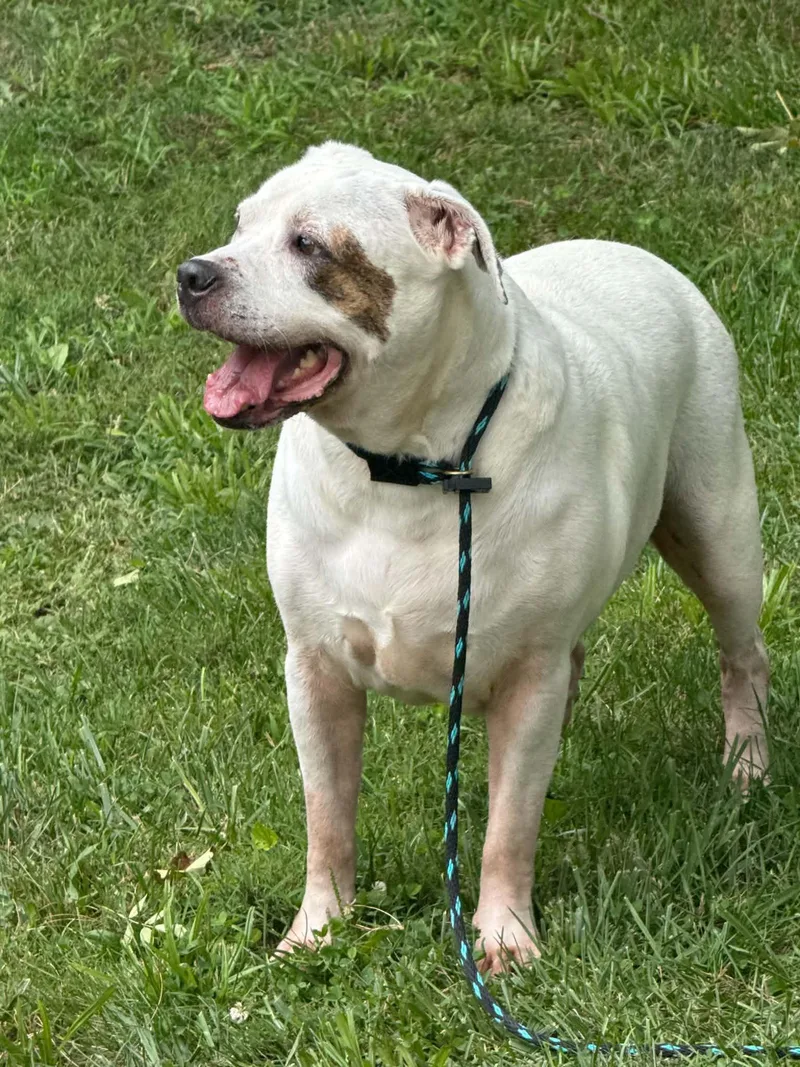 Finn