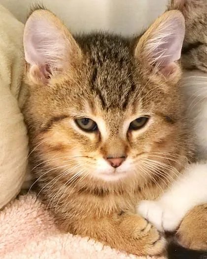 A baby small-sized male Domestic Short Hair cat named Seaweed for adoption in Fishers, IN