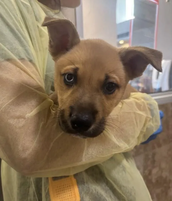 A baby small-sized male Mixed Breed dog named Dinkleberg for adoption in Santa Rosa, CA