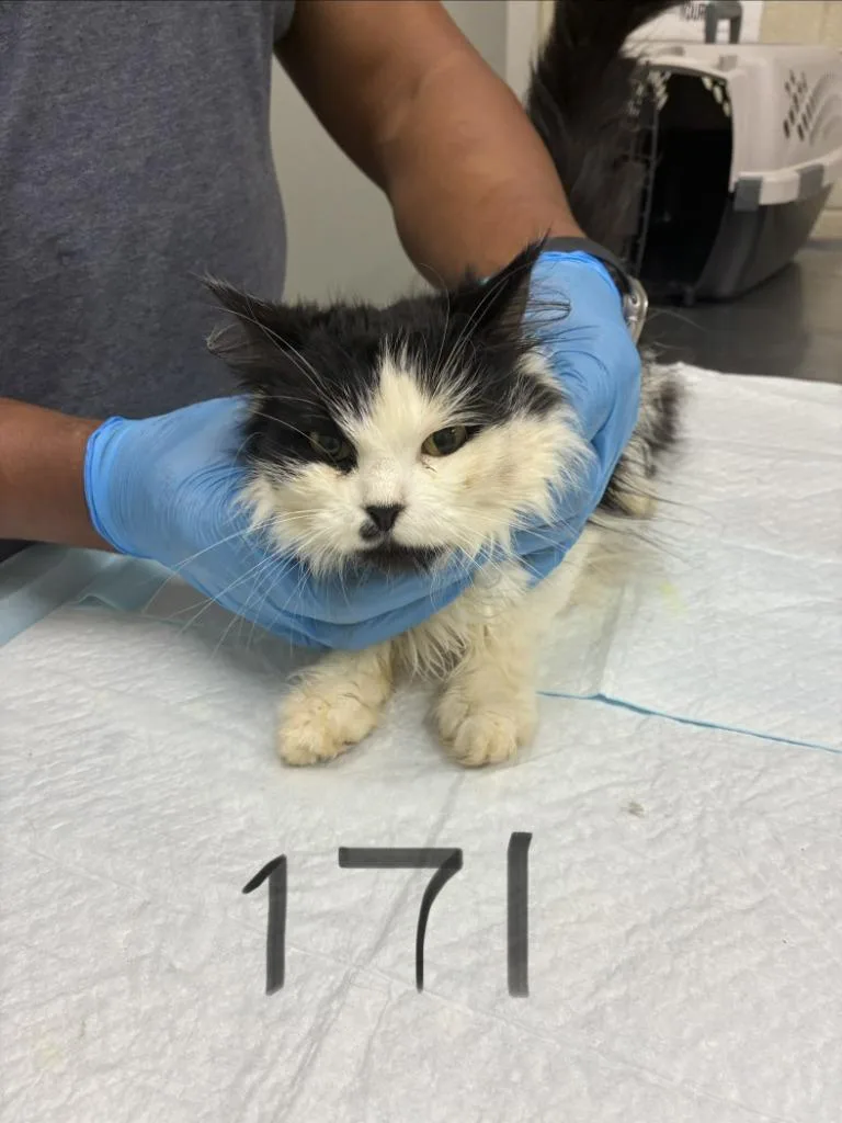 An adult medium-sized female Domestic Long Hair cat named 2026-06-171 for adoption in Winder, GA