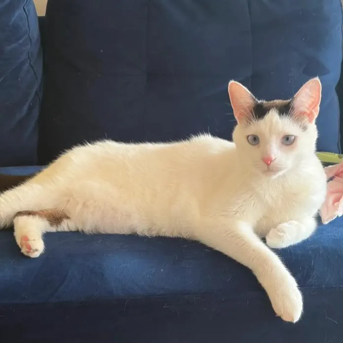 An adult medium-sized female White Domestic Short Hair cat named Larch for adoption in Evanston, IL