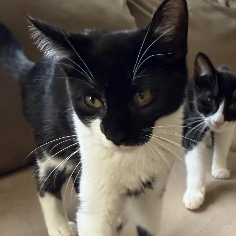 A baby small-sized male Domestic Short Hair cat named Binx for adoption in Frederick, MD