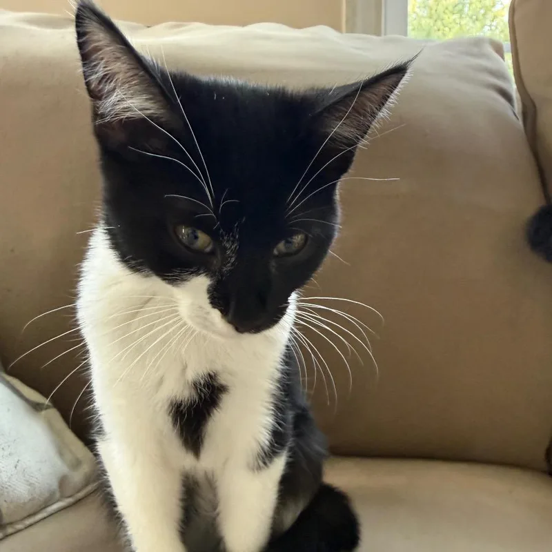 Binx thumbnail 3