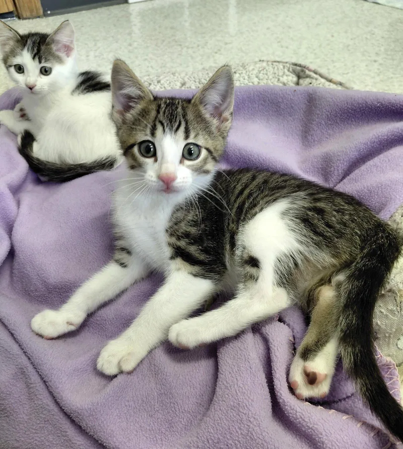 A baby medium-sized male Domestic Short Hair cat named Rowan for adoption in Montello, WI