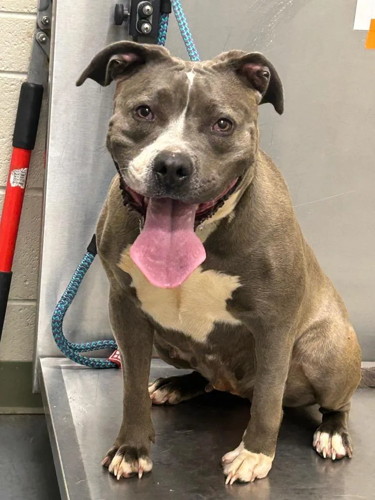 An adult medium-sized female Pit Bull Terrier dog named Lilly Anne for adoption in Winder, GA