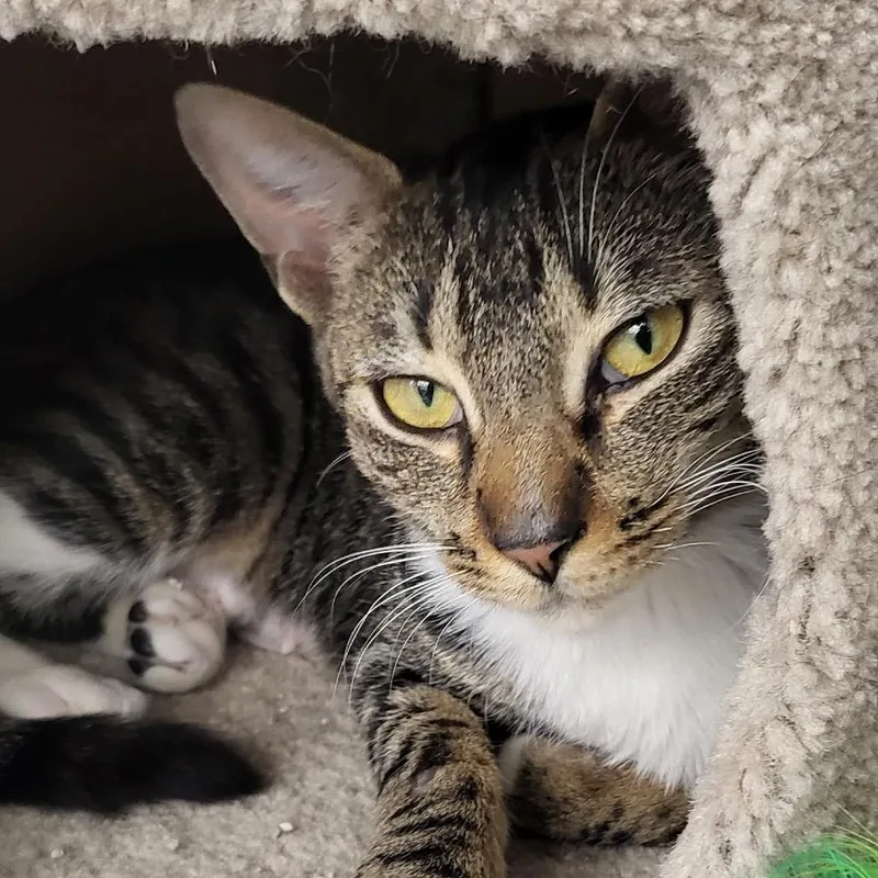 A young medium-sized female Brown / Chocolate Domestic Short Hair cat named Cleopatra for adoption in Middle Village, NY