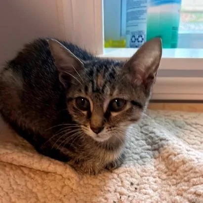 A baby small-sized female Gray / Blue / Silver Domestic Short Hair cat named Acorn for adoption in Atlanta, GA