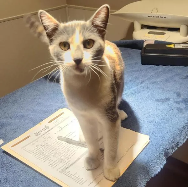 A young small-sized female Domestic Short Hair cat named Camille for adoption in Oakland, CA