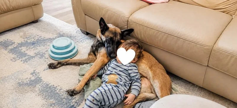 An adult medium-sized female Belgian Shepherd / Malinois dog named Astrid Located in Washington for adoption in Imlay City, MI