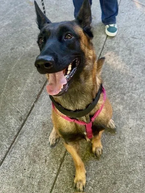 Astrid Located in Washington thumbnail 3