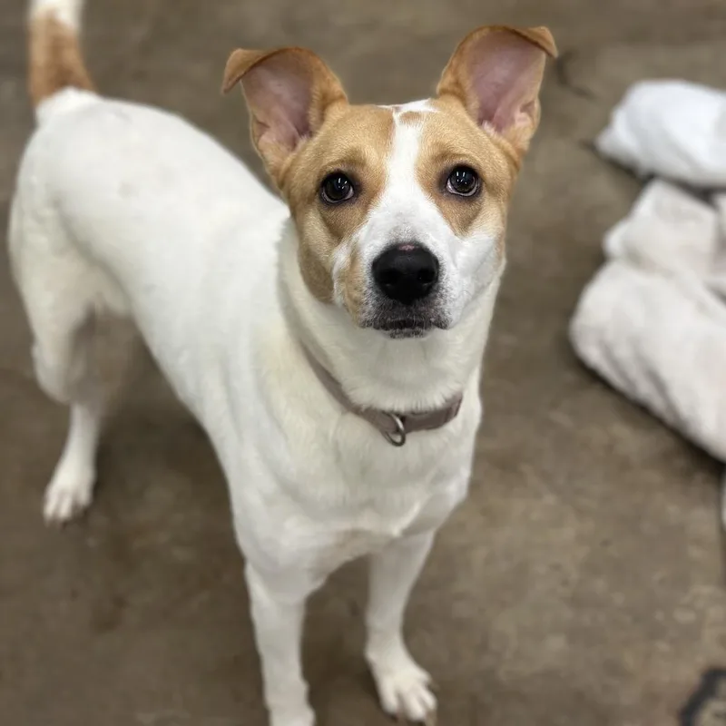 June Bug thumbnail 2