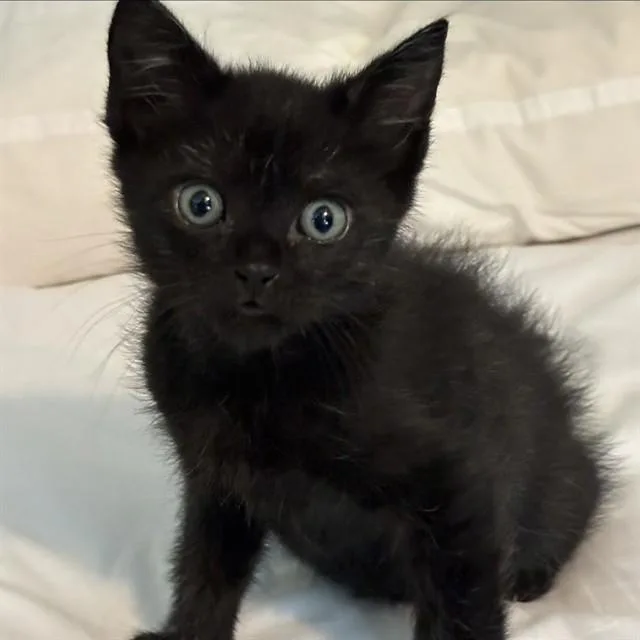 A baby small-sized male Domestic Medium Hair cat named Jesse for adoption in Auburn, CA
